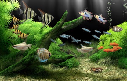 Dream Aquarium Screensaver